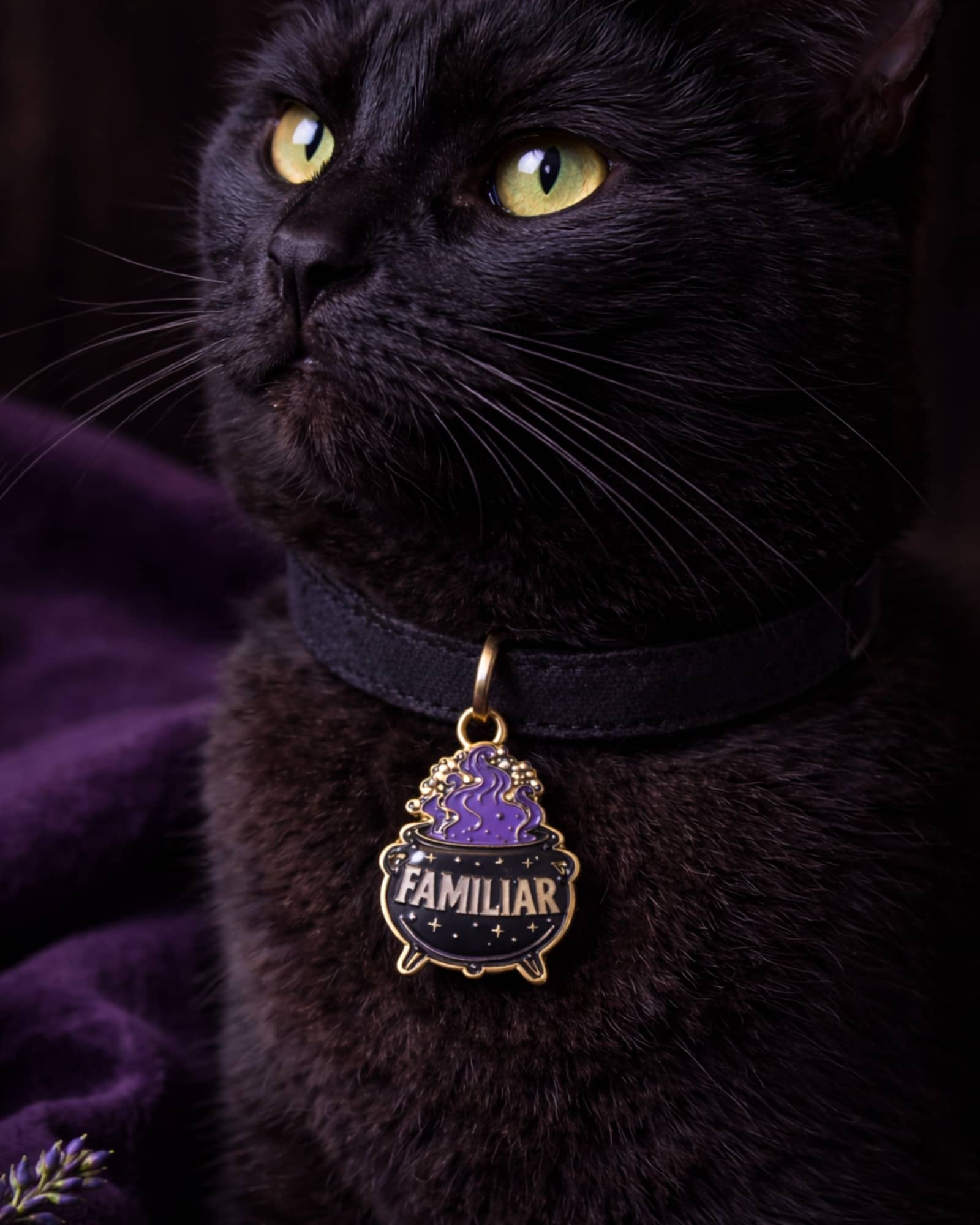 Black cat wearing a collar with a 'Familiar' charm on a dark background